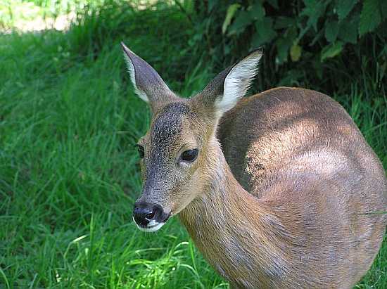 Czy wiecie, że w Łazienkach mieszka sarna?
