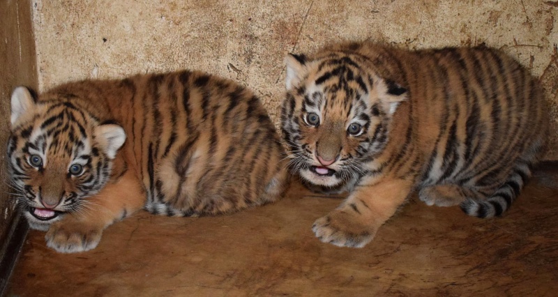 Miejski Ogród Zoologiczny w Płocku