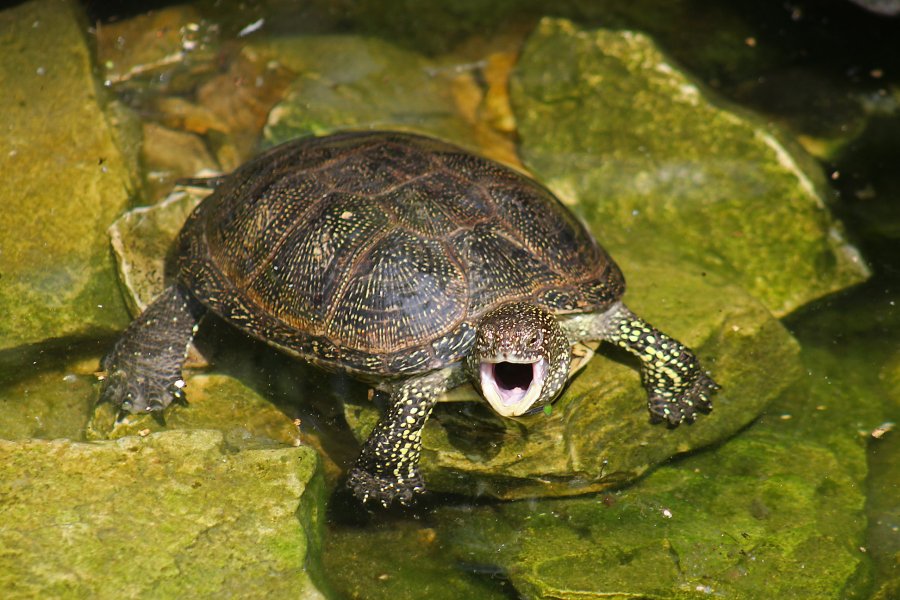 Miejski Ogród Zoologiczny w Warszawie