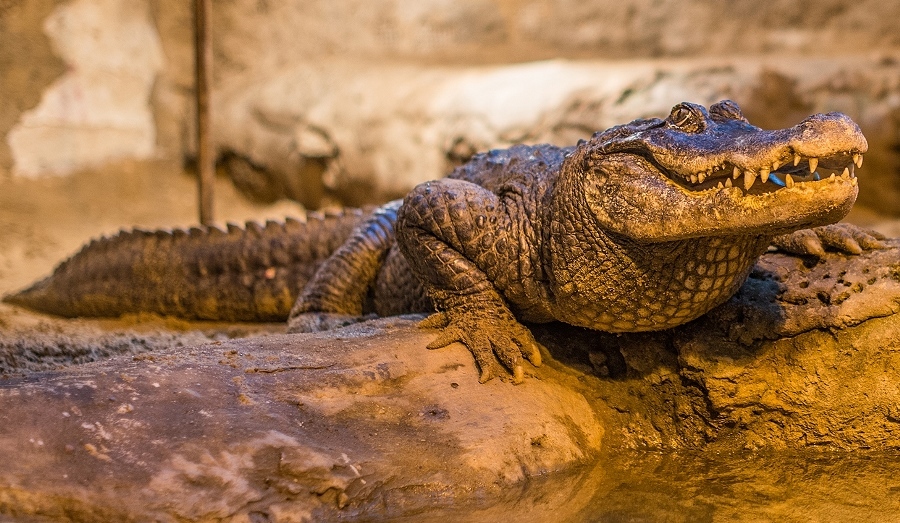 Zapraszamy na 92. Urodziny aligatorzycy Marty
