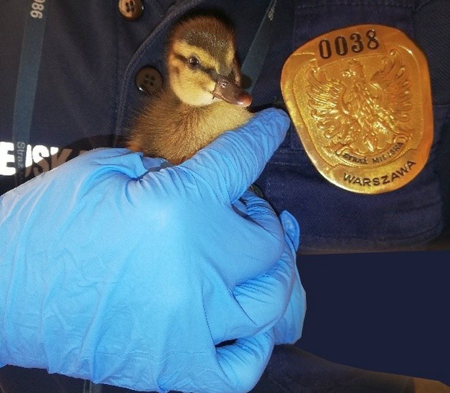 Maleństwo zgubiło się lesie