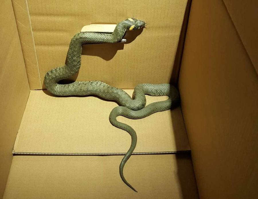 zaskroniec w Warszawie