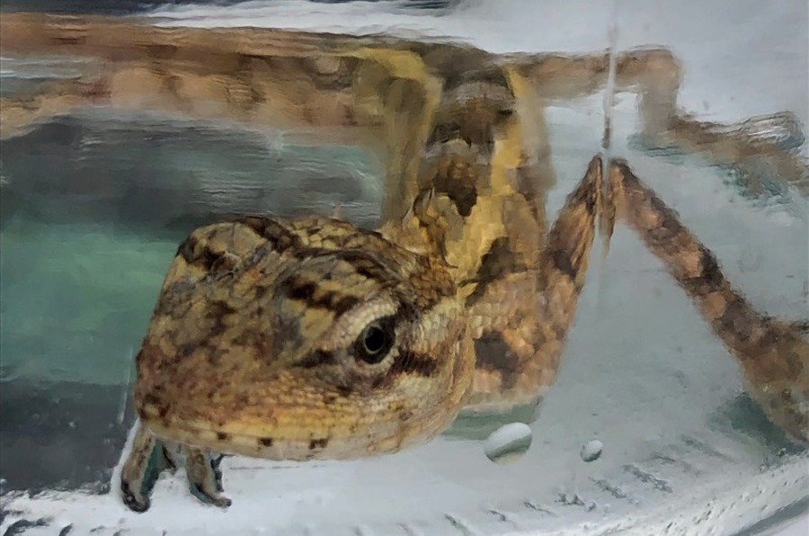 Kłopotliwa pamiątką z egzotycznych wakacji