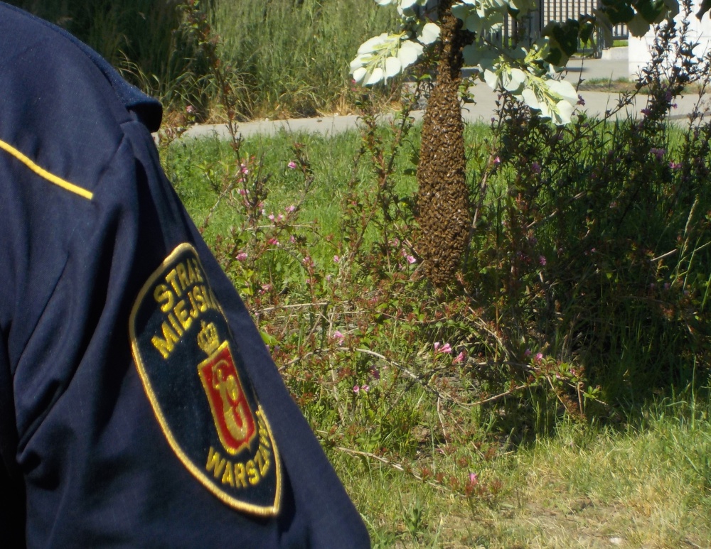 Pszczoły chciały zamieszkać w Miasteczku Wilanów