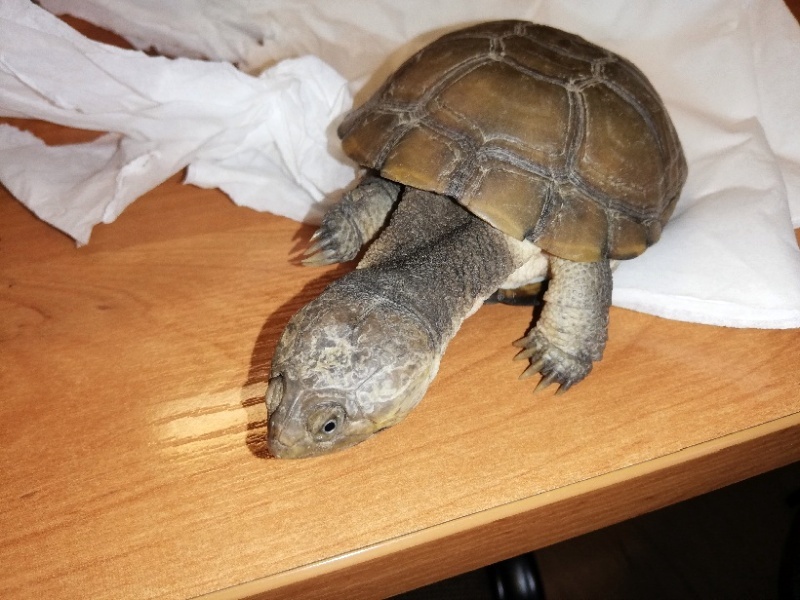 Żółw zdrzemnął się na trawniku