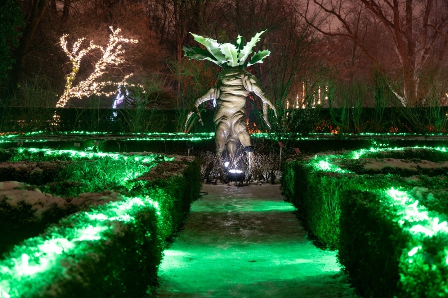 Wystawa „MagicznyBotaniczny”