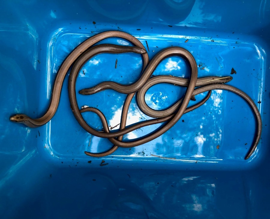 Hydraulik najadł się strachu przez…