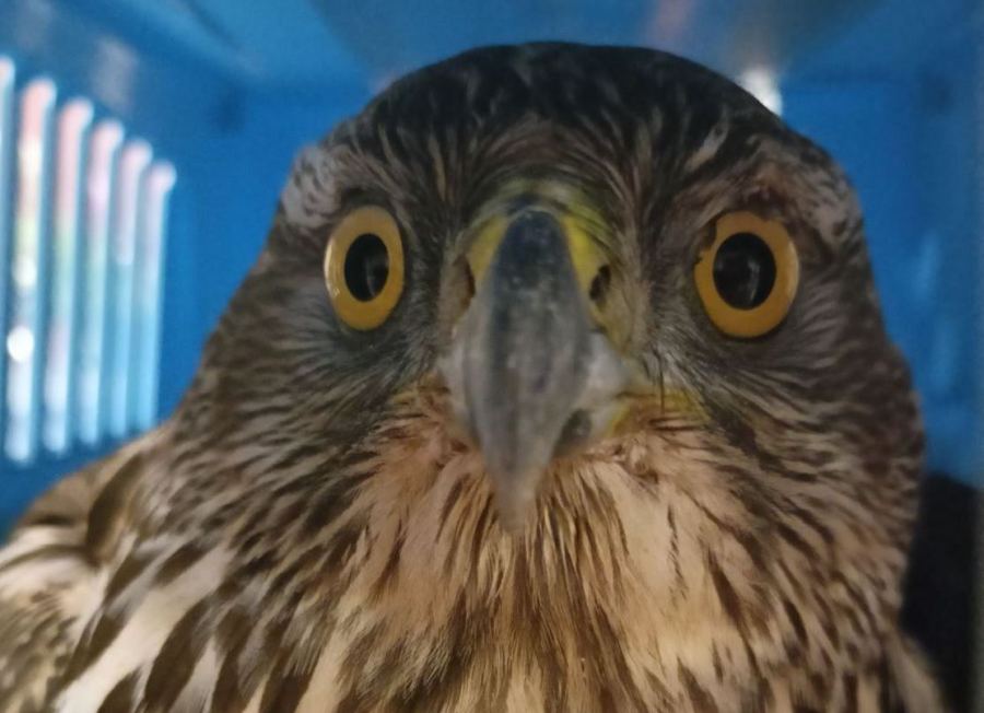 Przerwany lot myszołowa