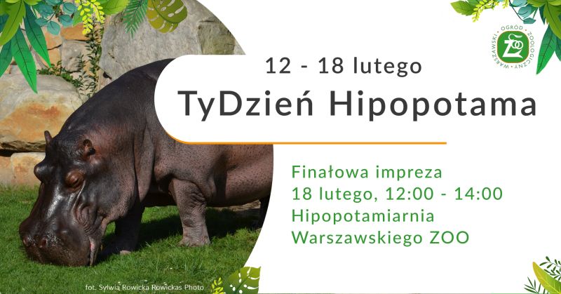 TyDzień Hipopotama w Warszawskim ZOO