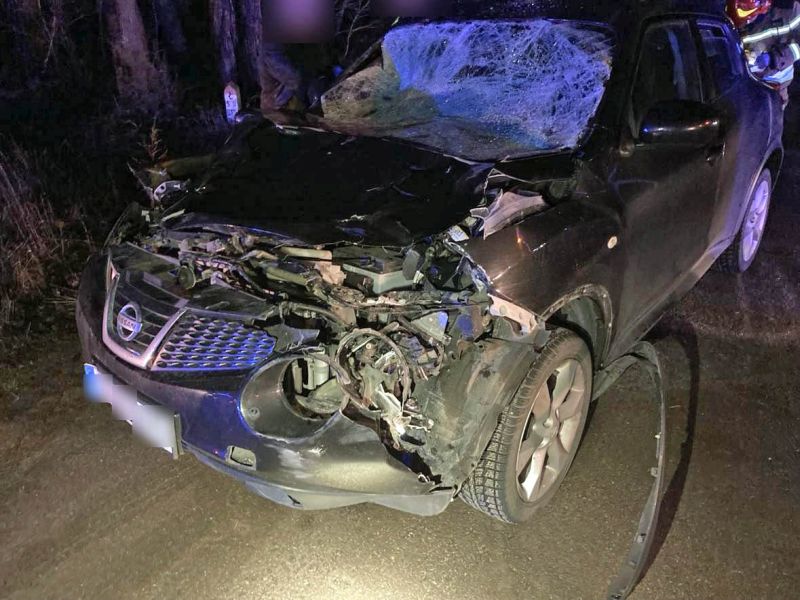 Kierowca nissana uderzył w łosia, który wyszedł na jezdnię.