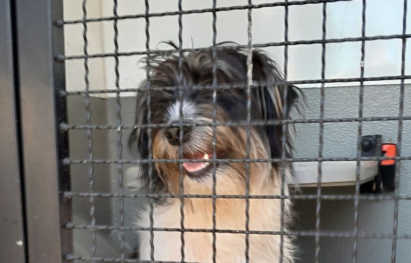 Piesek bezradnie kręcił się po torowisku