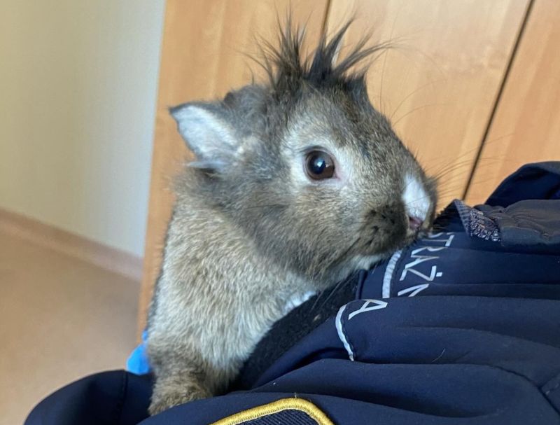 Królik Bugs zauroczył strażniczkę z Ekopatrolu - zguba szuka właściciela