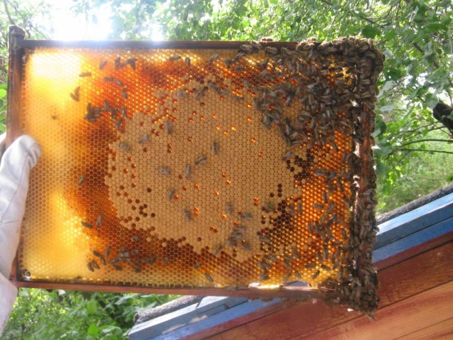 Sprawcy zniszczenia wilanowskiej pasieki - ustaleni