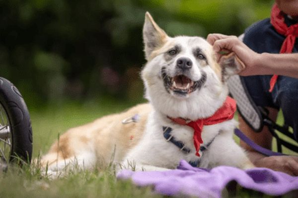Nie kupuj, adoptuj! Obecnie w Schronisku na Paluchu na adopcję czeka ponad 600 zwierząt