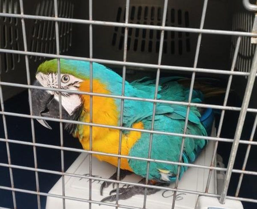 Arek na „gigancie”