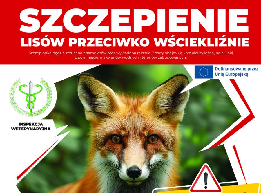 Jesienne szczepienie lisów na terenie województwa mazowieckiego