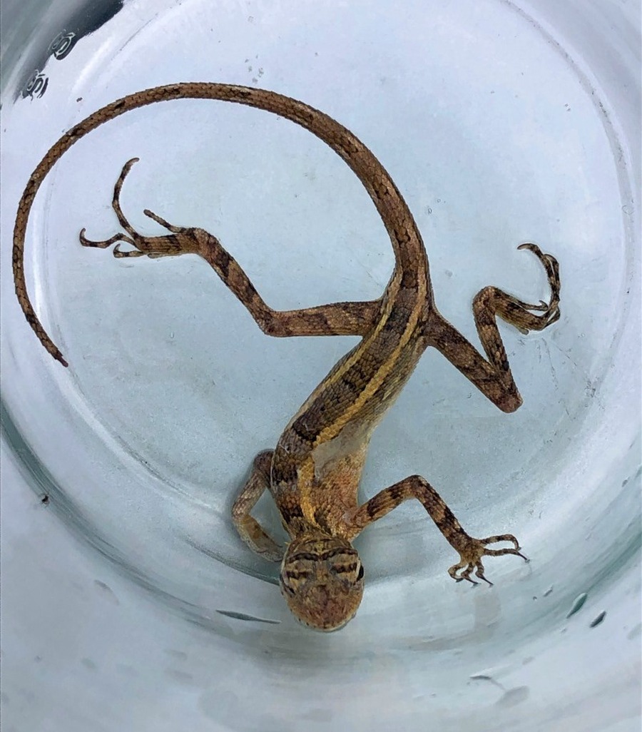 Kłopotliwa pamiątką z egzotycznych wakacji