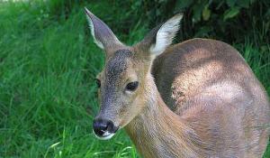 Czy wiecie, że w Łazienkach mieszka sarna?