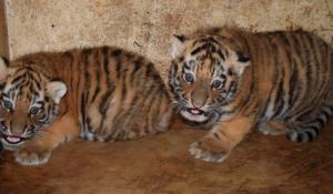 Miejski Ogród Zoologiczny w Płocku