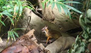 Miejski Ogród Zoologiczny w Warszawie