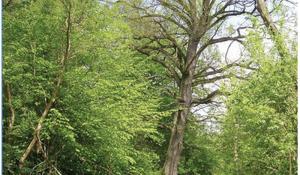 Mazowsze południowe. Przewodnik kajakowy