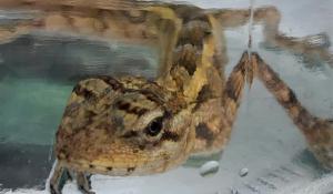 Kłopotliwa pamiątką z egzotycznych wakacji