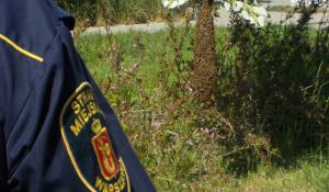 Pszczoły chciały zamieszkać w Miasteczku Wilanów