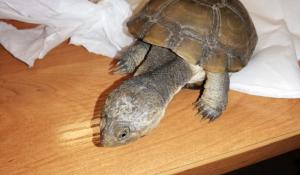 Żółw zdrzemnął się na trawniku