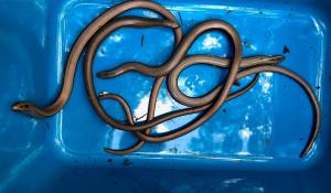 Hydraulik najadł się strachu przez…