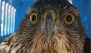 Przerwany lot myszołowa