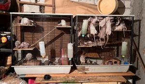 Warszawa - Uciążliwi lokatorzy na Targówku