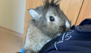 Królik Bugs zauroczył strażniczkę z Ekopatrolu - zguba szuka właściciela