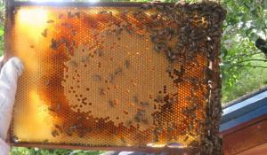 Sprawcy zniszczenia wilanowskiej pasieki - ustaleni