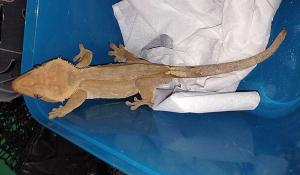 Kot chciał upolować egzotycznego gościa!