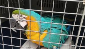 Arek na „gigancie”