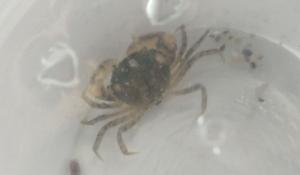 Tym razem pasażerem na gapę okazał się krab z Bałtyku