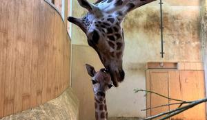 Warszawskie ZOO - Kolejne narodziny w Żyrafiarni