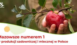 Blisko połowa owoców zebranych z polskich drzew pochodziła z Mazowsza