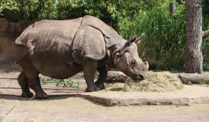 Witamy samicę nosorożca indyjskiego, Jhansi!