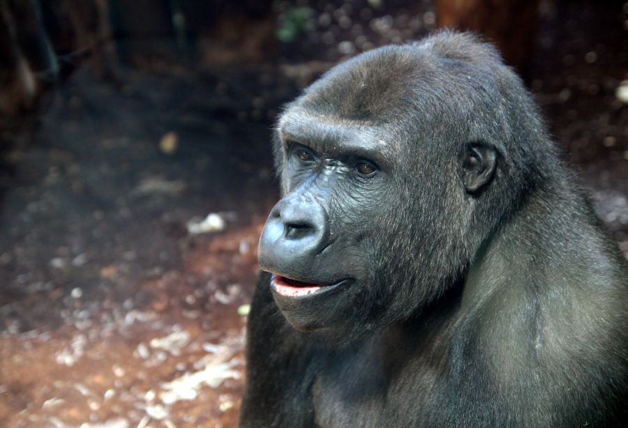 Nowe gorylice w Warszawskim ZOO