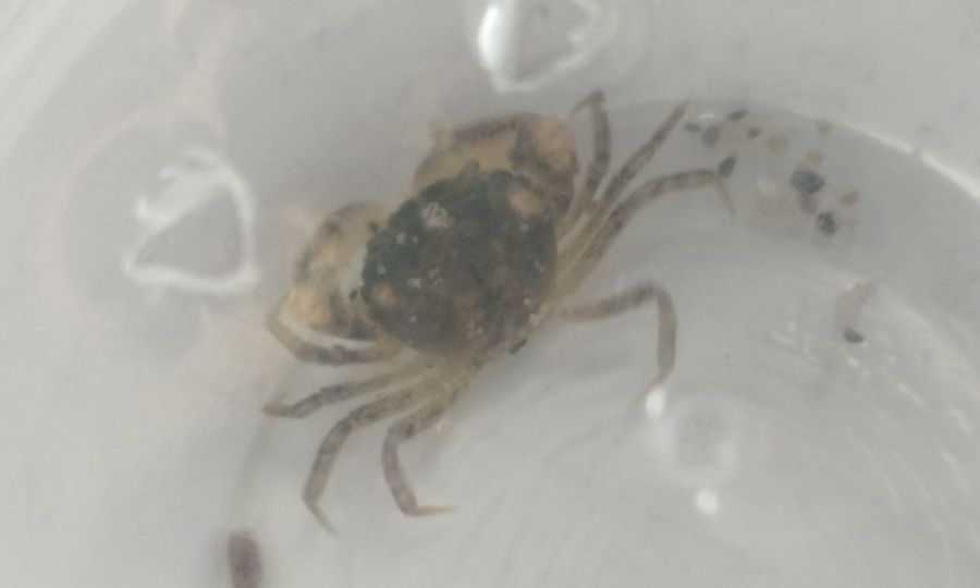 Tym razem pasażerem na gapę okazał się krab z Bałtyku
