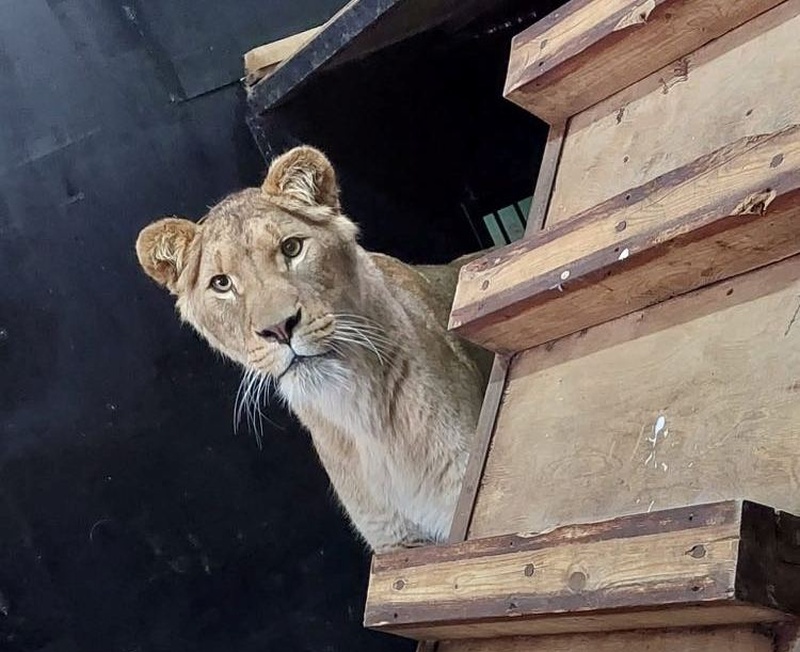 ZOO