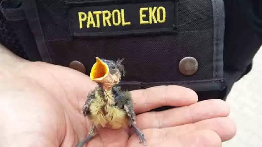 ptaki w Warszawie