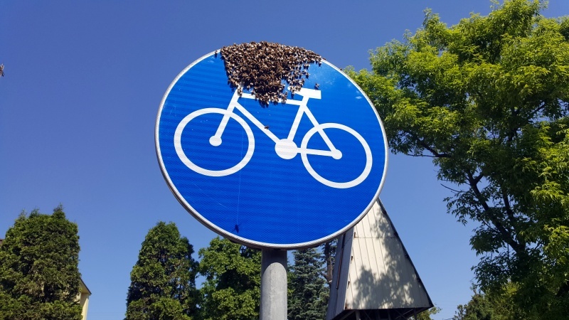 Rój pszczół