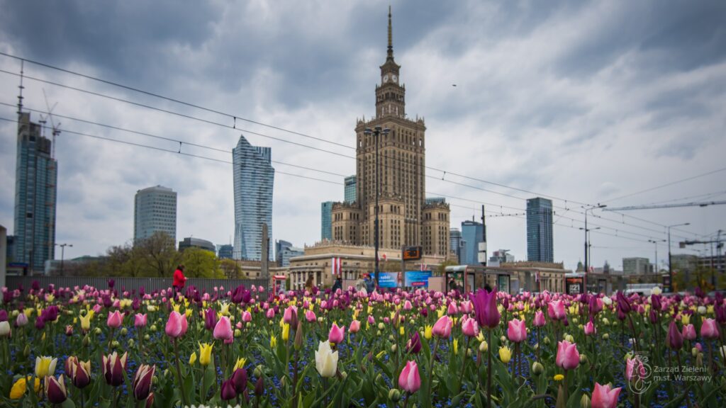 tulipany