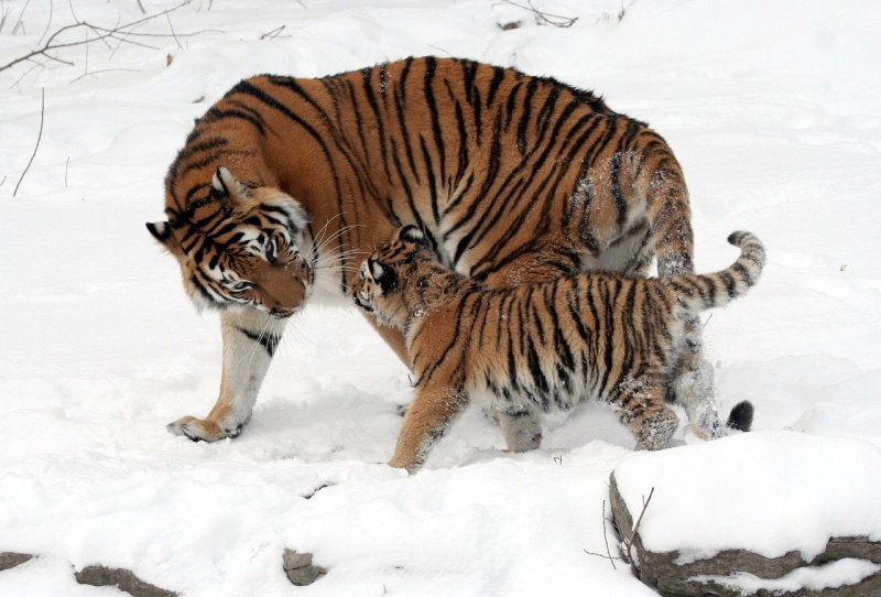Miejski Ogród Zoologiczny w Płocku