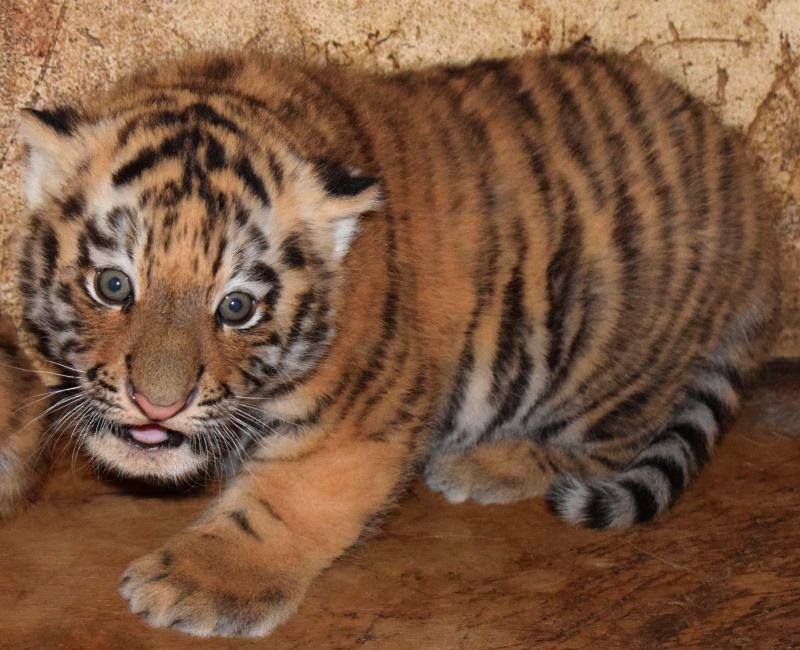 Miejski Ogród Zoologiczny w Płocku